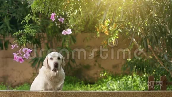 提醒花园里的高级拉布拉多犬视频