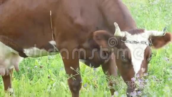 棕色的牛在牧场放牧