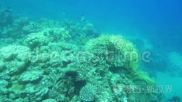 珊瑚礁的和平生活视频