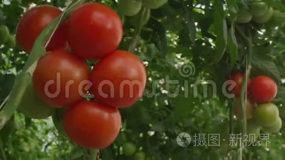 在温室里种植草药和蔬菜视频