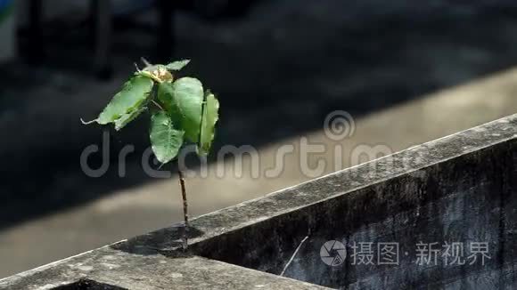 年轻时播种神圣的无花果树视频