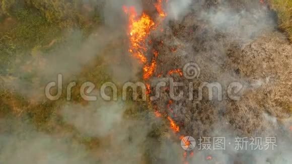 在热带丛林里开火视频