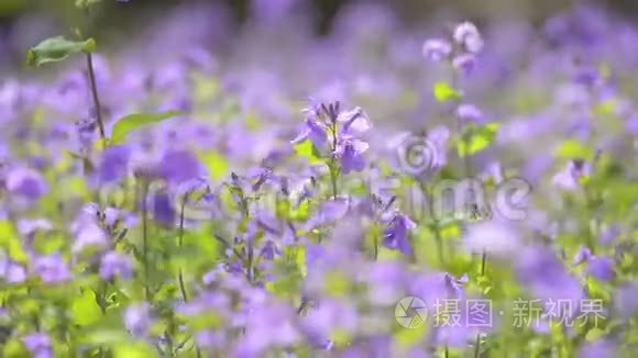 日本东京昭和金恩公园紫花视频
