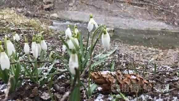 降雪下的雪花