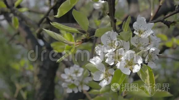 盛开的苹果树果园春天的特写视频