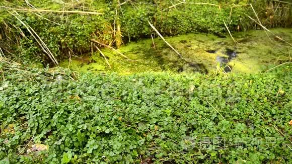 春暖花开、鲜食草本植物及药用植物