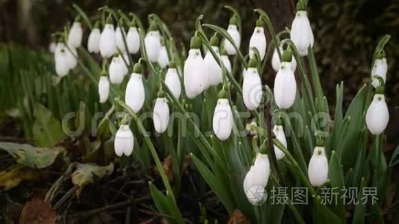 雪花开了花视频