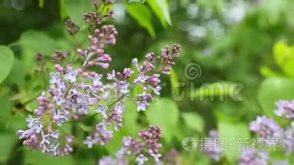 枝带春丁香花.