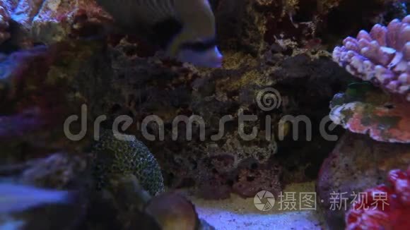水族馆里的鱼正在用虾清理身体视频