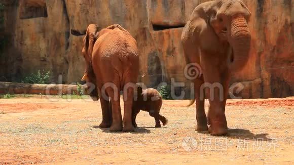 快乐的非洲大象家庭.
