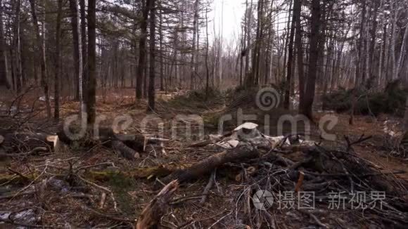 伐木工防护工砍柴木材树视频