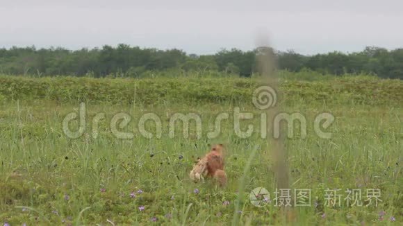 带幼崽的红狐视频