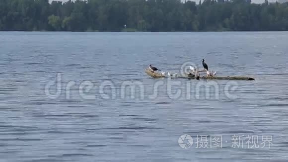 不同的鸟坐在水中的原木上视频