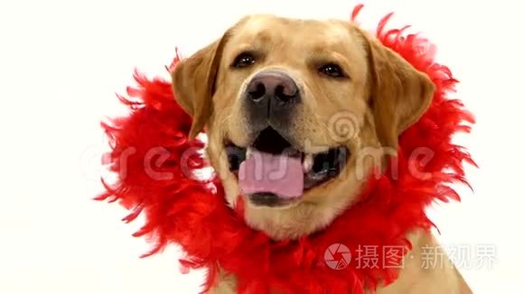 成年拉布拉多猎犬，带红色胸领