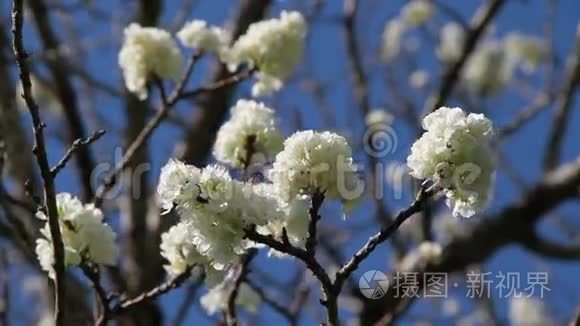 梅花在风中盛开视频