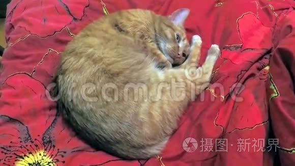 漂亮的红猫睡圈视频