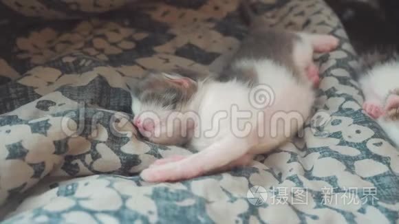 小搞笑视频新生小猫睡觉.. 卧室里睡在床上的可爱的宠物小猫的生活方式