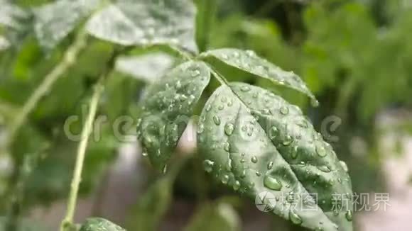 雨中的绿叶视频