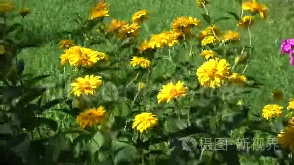 黄色的花背景在风中视频