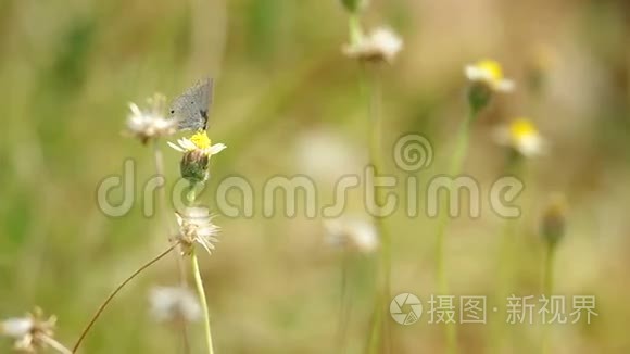 蝴蝶正在消耗野花的花蜜视频