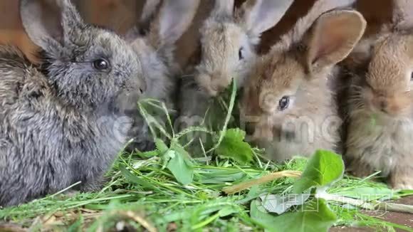 小兔子在家吃草视频