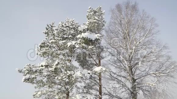 白雪覆盖着森林的高大树木视频