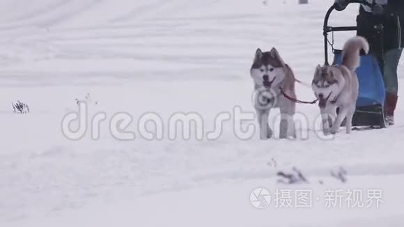 哈士奇雪橇犬和狗司机的配对视频