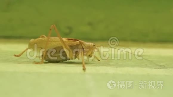 一只绿色的大蚂蚱在建筑墙上视频
