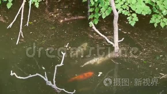 许多彩色鲤鱼在水下追逐求爱视频