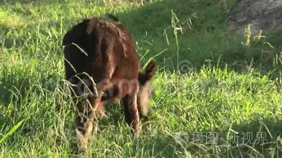 澳大利亚内陆的小鸟牛视频