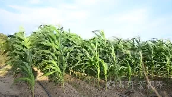 玉米种植园叶片随风运动视频