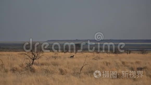 在大草原上行走的雌性狮子视频