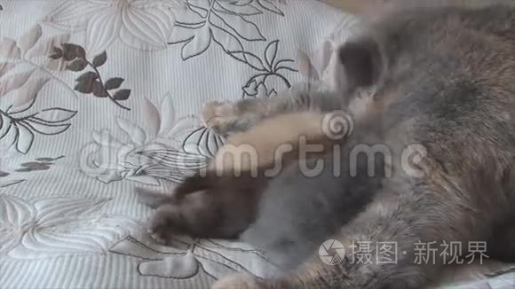 可爱的猫妈妈照顾小猫视频