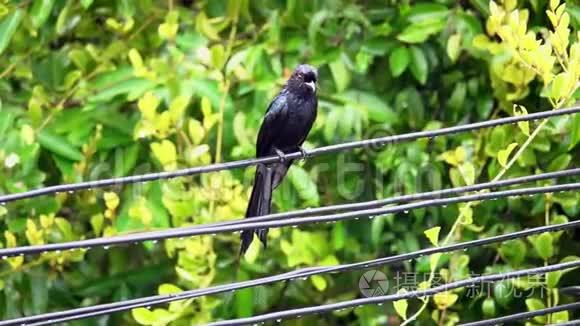 黑色德龙戈鸟DicrurusMacrocerus坐在电力线路电线上。 城市生活中的动物