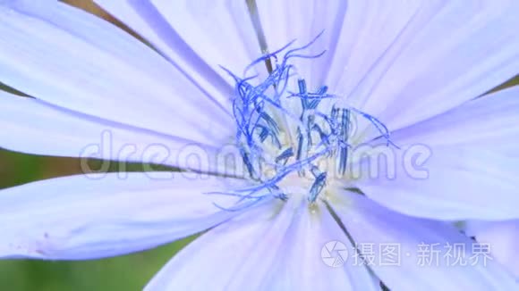 夏季特写中盛开的蓝色花朵视频