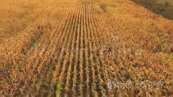 成熟玉米地背景鸟瞰图视频