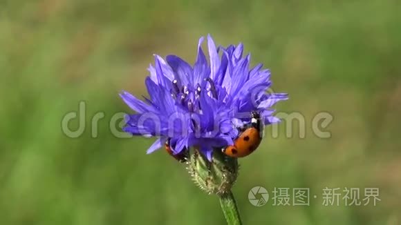 矢车菊上美丽的昆虫瓢虫视频