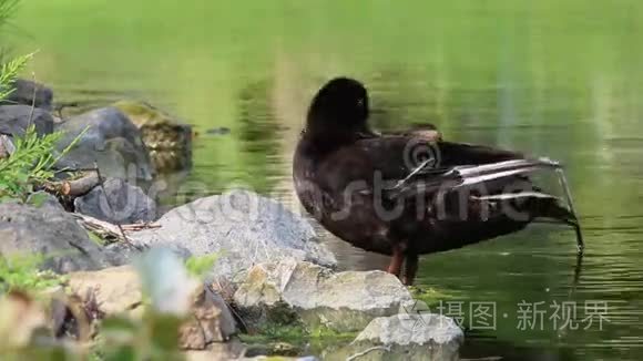 在池塘里清理羽毛的黑鸭