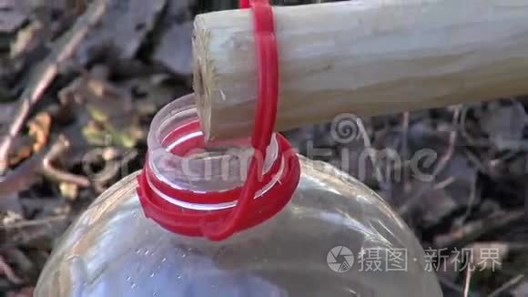 桦树树汁滴在塑料瓶里视频