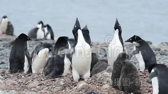 阿黛丽企鹅和小鸡视频