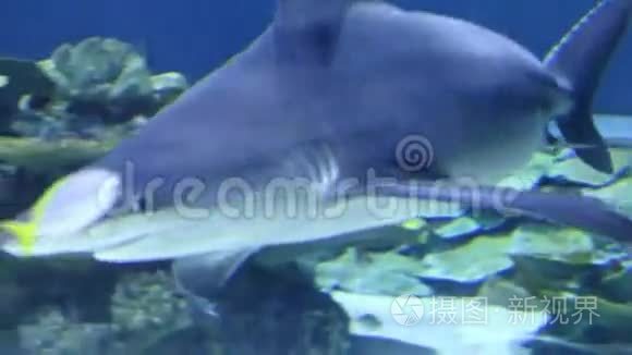 鲨鱼在水下游泳视频
