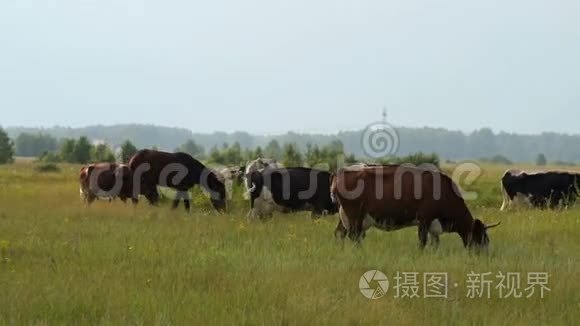 奶牛和马在草地上觅食视频