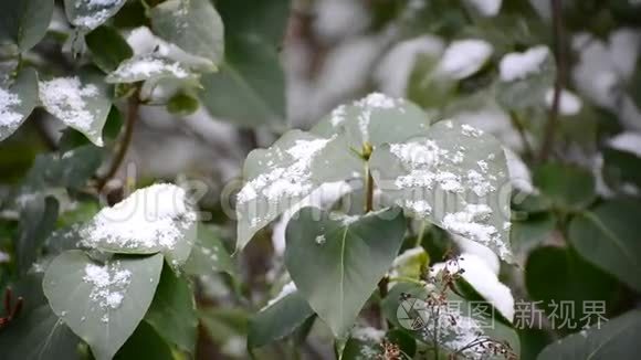 绿叶覆盖着雪视频