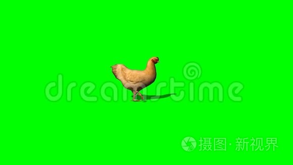 棕鸡行走2绿色屏幕
