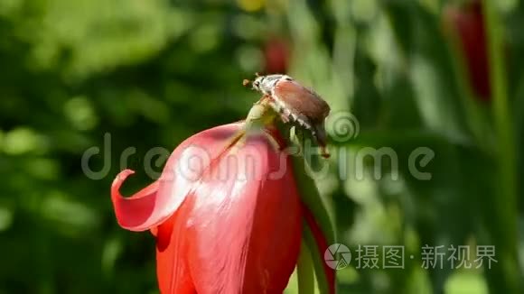 春天郁金香花开