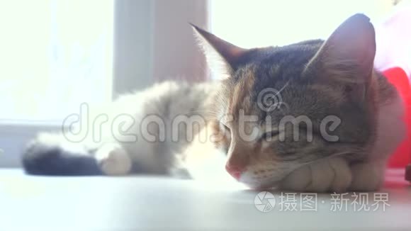 猫纹三色睡眠概念.. 猫在窗台上睡觉，阳光和窗户在一起