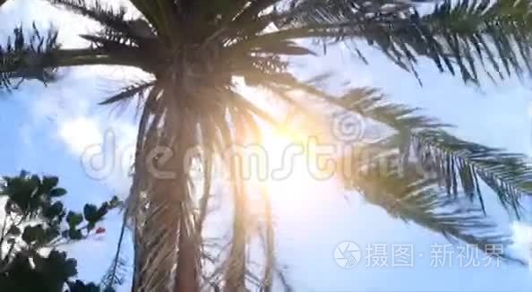 岛上的椰子树视频