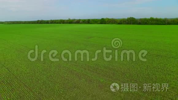 飞过青的田野