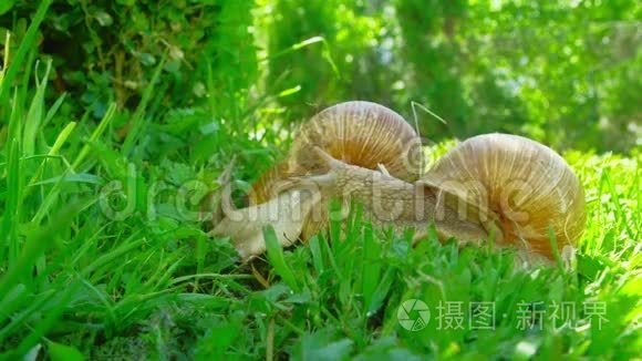 有肺亚纲视频素材