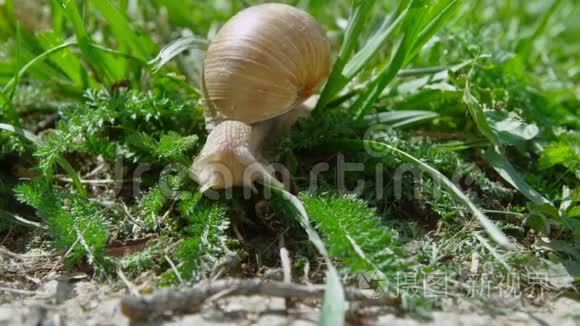 有肺亚纲视频素材